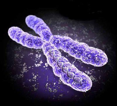 Where on the chromosomes are condensed and open chromatin located?