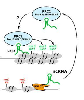 ncrna w