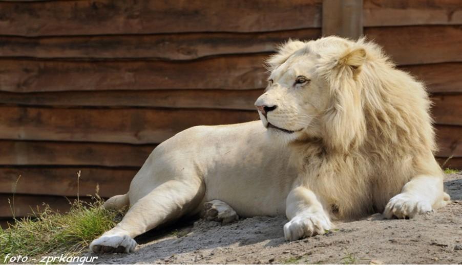 CIEKAWE MIEJSCA W WOJEWÓDZTWIE ŁÓDZKIM Zoo Safari Borysew Tu staniesz twarzą w twarz z dzikimi zwierzętami z całego świata!