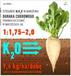 .pl https://www..pl Buraki cukrowe w trakcie wegetacji pobierają znaczne ilości potasu.
