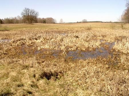 Zbiornik P4 Był to zbiornik okresowy o powierzchni ok. 2 m 2 i głębokości do 1 m. W obrębie zbiornika występowały licznie trawy (Graminae), turzyce (Carex sp.