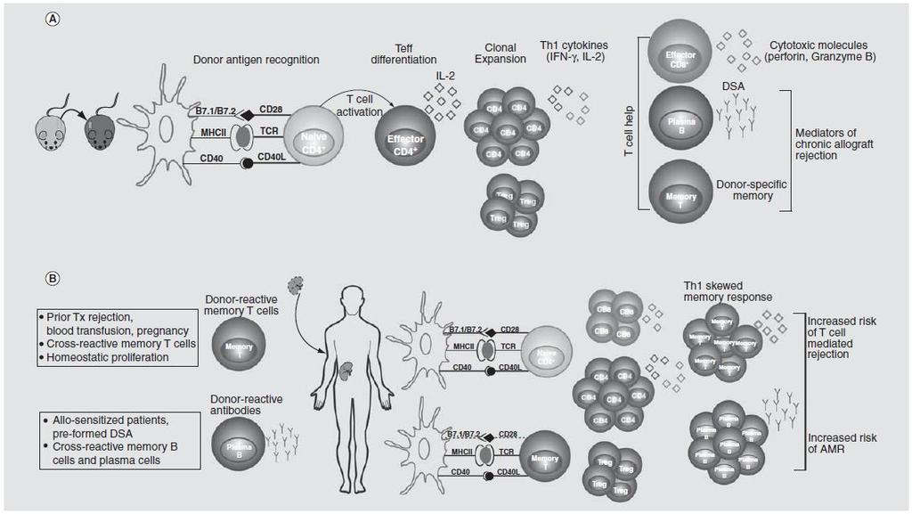 Odpowiedź immunologiczna na przeszczep allogeniczny Przyczyny uczulenia antygenami HLA: - transfuzje - ciąże - wcześniejsze transplantacje Govender L.