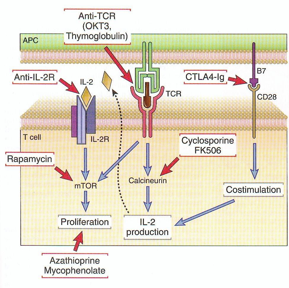 Farmakologiczną: - glikokortykosteroidy - inhibitory małocząsteczkowe (inhibitory kalcyneuryny, inhibitory kinazy mtor, inhibitory syntezy DNA,