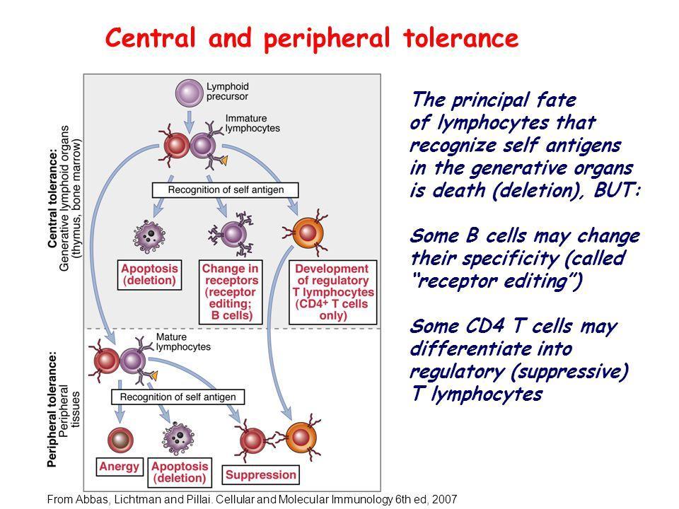 Tolerancja immunologiczna układ odpornościowy nie rozwija odpowiedzi immunologicznej tylko na określony antygen(y), odpowiedź