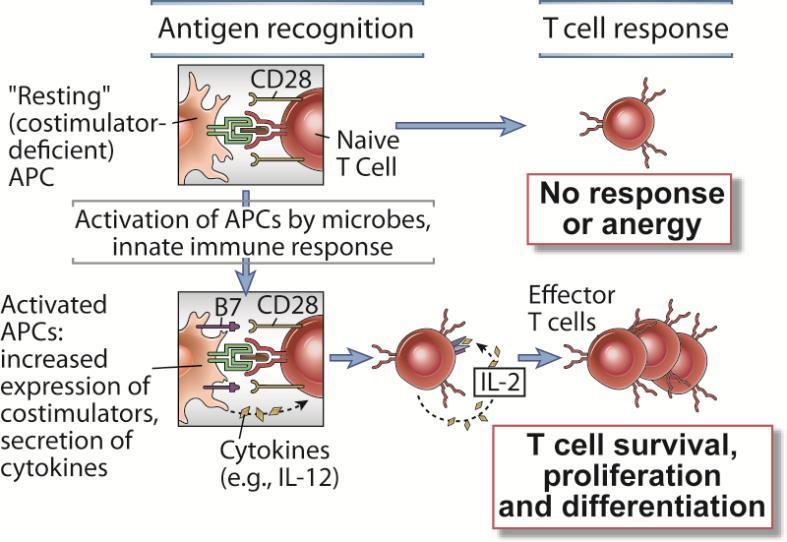 Rola cząsteczek kostymulujących w aktywacji limfocytów T Do