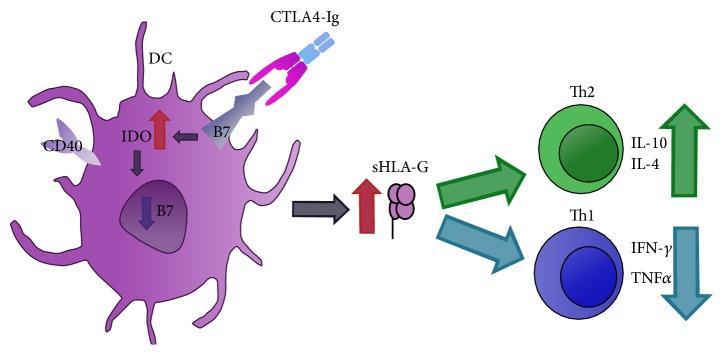 (B7-1) anti-cd86 (B7-2) Białko fuzyjne: