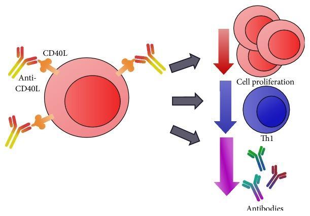 monoklonalne: anti-cd154 (anti-cd40l)