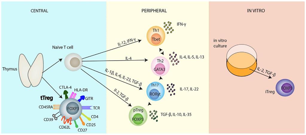 Limfocyty T regulatorowe (Treg) CD4 + CD25 ++ FOXP3 + CD45RA + (spoczynkowe Treg) CD4 + CD25