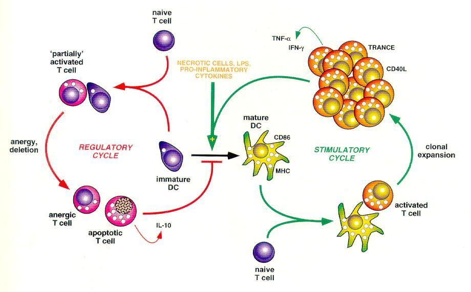 Komórki dendrytyczne (DC) Apoptotyczne i będące w anergii limfocyty T hamują dojrzewanie komórek dendrytycznych (hamują ekspresję cząsteczek MHC oraz kostymulujących) prowadząc do rozwoju stanu
