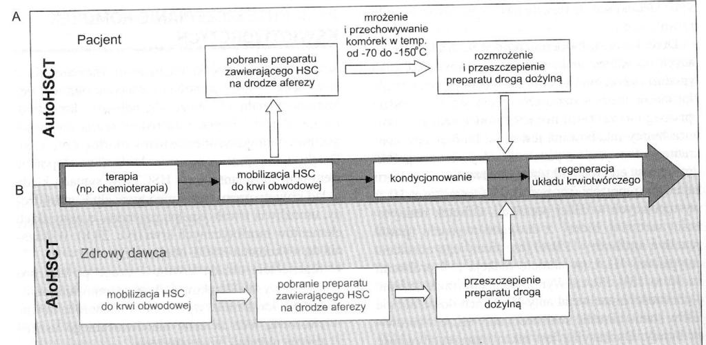 Rodzaje transplantacji szpiku Transplantacja szpiku allogenicznego (allotransplantacja) Polega na przeszczepieniu szpiku od zgodnego w zakresie HLA dawcy, którym może być rodzeństwo (dawca optymalny)