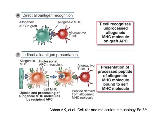 Bezpośrednie i pośrednie rozpoznanie alloantygenu. Allogeniczne cząsteczki MHC przeszczepu mogą być prezentowane limfocytom T biorcy dwiema głównymi drogami: bezpośrednią i pośrednią.