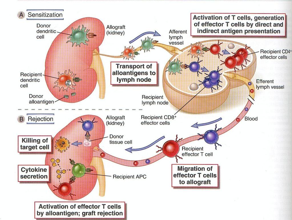 Aktywacja allogenicznych limfocytów T Tylko cytotoksyczne limfocyty T (CTL) generowane w wyniku bezpośredniego rozpoznania antygenu mogą zabijać komórki przeszczepu.