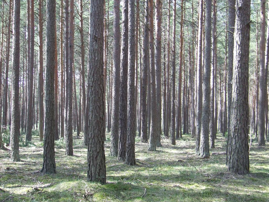 Ponad 70% lasów Obszaru nie stanowi odpowiedniego siedliska dla