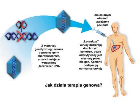 DNA-carrying vector 15 S. Vinogradov T.K.