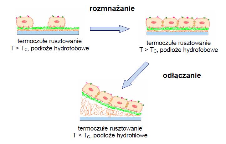 (nanowarstwy) do