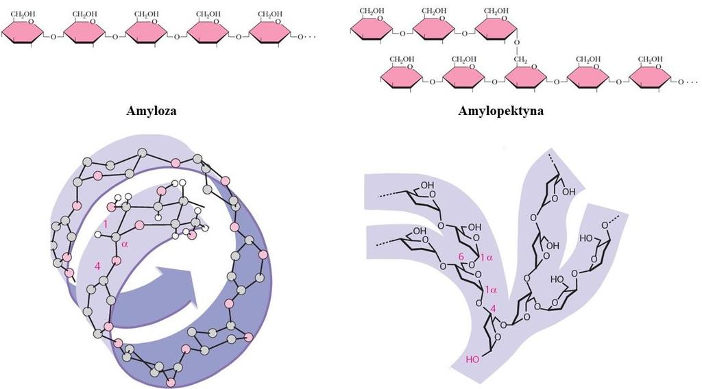 ysunek 1. Struktura i konformacja dwóch form w jakich występuje skrobia: liniowej α-amylozy oraz rozgałęzionej amylopektyny (J.Koolman, K.. öhm, Color Atlas of Biochemistry 2 nd edition, Thieme 2005,.