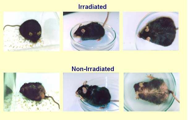 Hormesis example