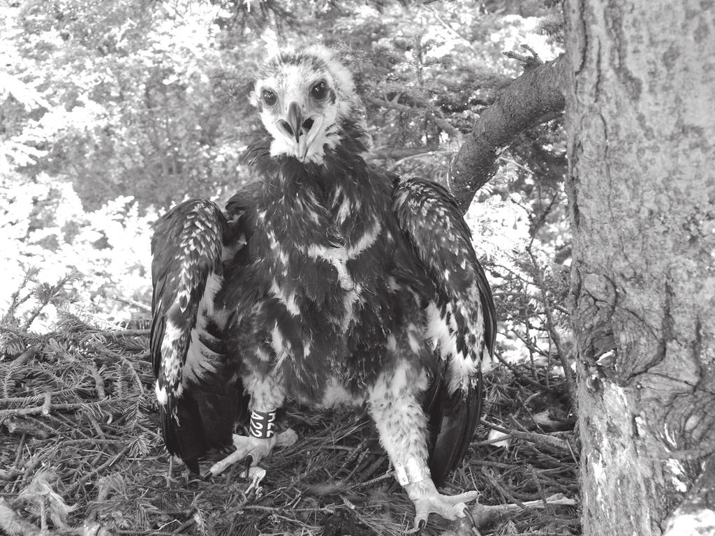 162 ROCZNIKI BIESZCZADZKIE 24 (2016) Ryc. 3. Zaobrączkowany, 1,5-miesięczny, orzeł przedni na gnieździe Bieszczady, 21.06.2013 (fot. Marian Stój). Fig. 3. Ringed 1,5 month old golden eagle in the nest Bieszczady Mts, 21.