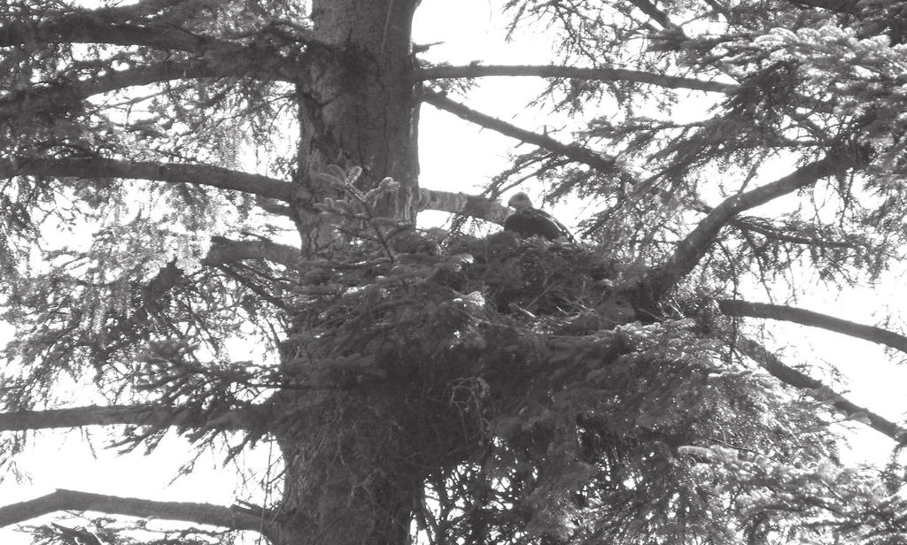 Nest of golden eagle on silver fir Sanocko-Turczańskie Mts, 3.06.2015 (phot. Konrad Stój). Ryc. 6.