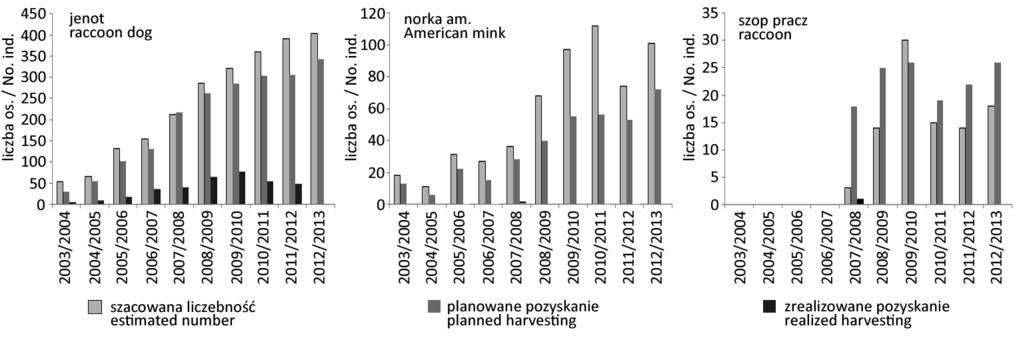 szacowana liczebność jenotów na terenie objętym badaniami wzrosła siedmiokrotnie (2003/04: 53 os., 2012/13: 404 os.) (ryc. 2).