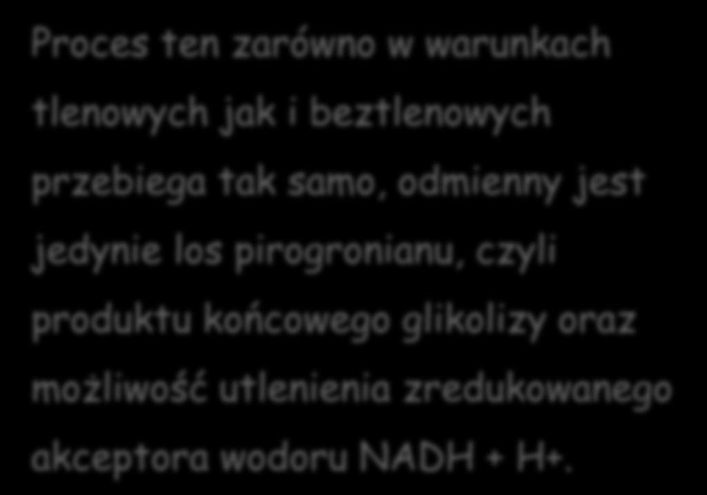 GLIKOLIZA etapy oddychania zwane glikolizą zachodzą w cytoplazmie podstawowej i nie wymagają obecności tlenu.