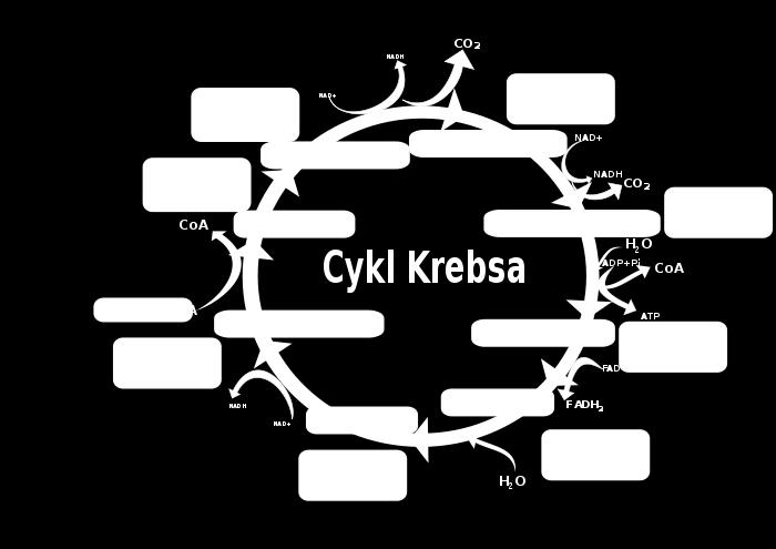 CYKL KREBSA Pirogronian w warunkach tlenowych zamieniany jest w