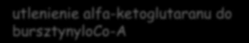 REAKCJE CYKLU KREBSA utlenienie alfa-ketoglutaranu do bursztynyloco-a CH 2 CH 2 O = CH NAD +, HSCoA NADH+H + CO 2 CH 2 CH 2 C ~ SCoA O Enzym: