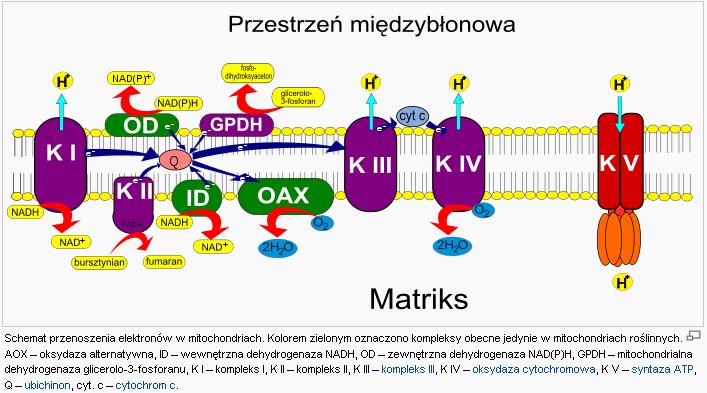 UTLENIANIE KOŃCOWE-