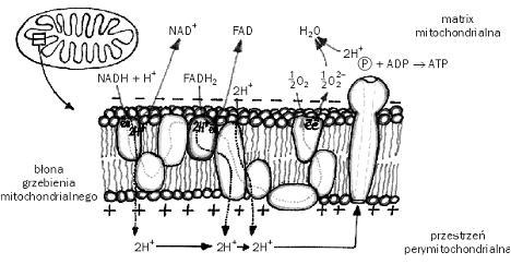 ŁAŃCUCH ODDECHOWY Na łańcuch oddechowy składa się szereg przenośników błonowych na grzebieniach mitochondrialnych.