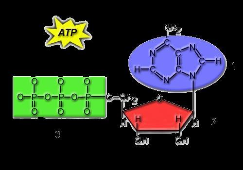 BUDOWA ATP nmg Cząsteczka ATP jest związkiem składającym się z zasady azotowej adeniny (1) połączonej z cząsteczką cukru rybozy (2) i