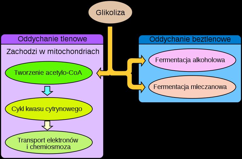 ODDYCHANIE W potocznym znaczeniu pod słowem oddychanie przyjęto rozumieć wymianę gazową, czyli