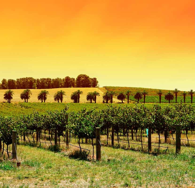 WINA KaliforniJSKIE Choć winorośl uprawia się w USA w wielu stanach (np.