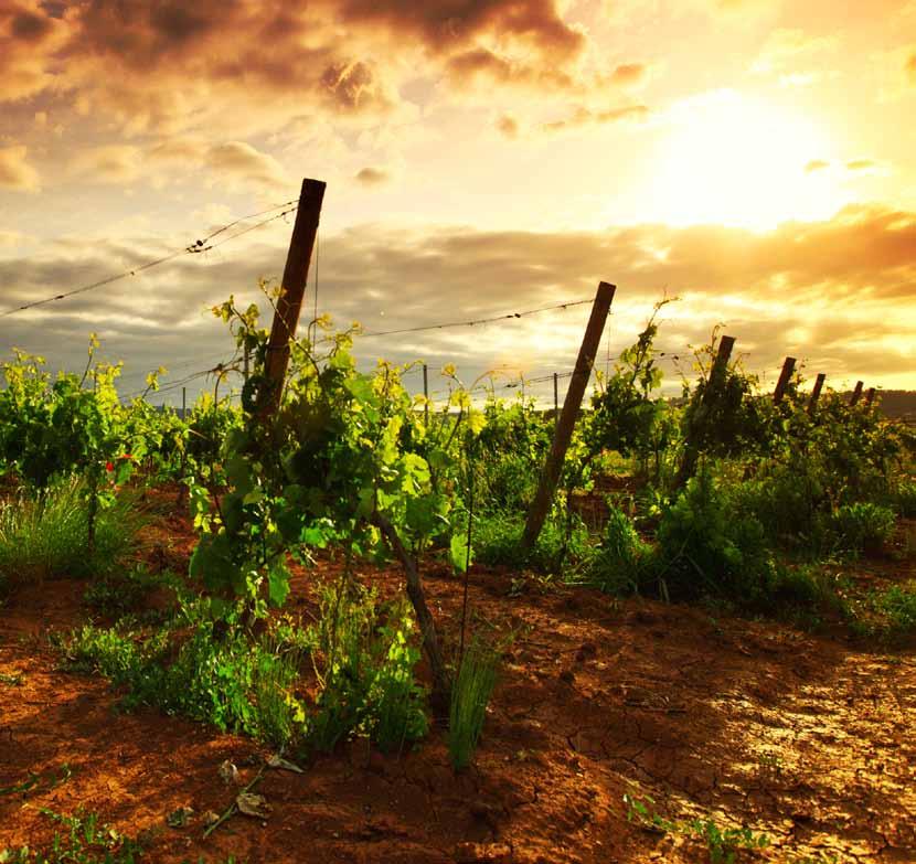 WINA RPA Południowa Afryka zachwyca pięknem winnic i wyjątkowym krajobrazem. Winiarstwo południowoafrykańskie ciekawie się rozwija i pozytywnie zmienia swój wizerunek.