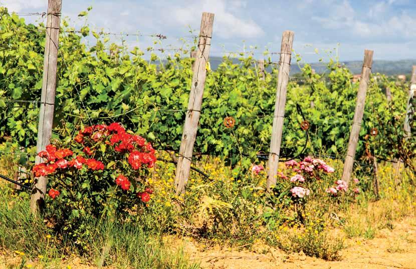 WINA MOŁDAWSKIE Najmniejszy kraj byłych republik radzieckich - cieszy się znakomitymi warunkami do uprawy winorośli. Z tego dobrodziejstwa korzystano tu już całe wieki temu.