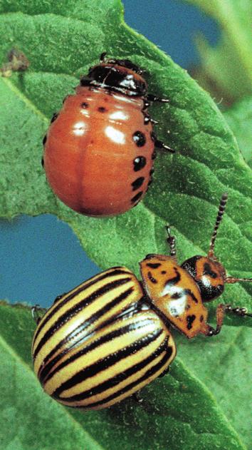 insektycyd ZIEMNIAKI to zdecydowanie najbardziej wyróżniający się w ochronie ziemniaka insektycyd nowej generacji, posiadający unikalną formulację OD.