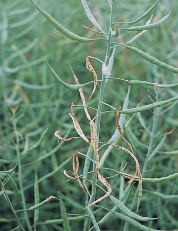 insektycyd Szkodniki łuszczynowe: Chowacz podobnik (Ceutorhynchus assimilis) Objawy żerowania szkodników łuszczynowych Obraz szkód: Uszkodzone łuszczyny i nasiona rzepaku, znacznie niższy plon.