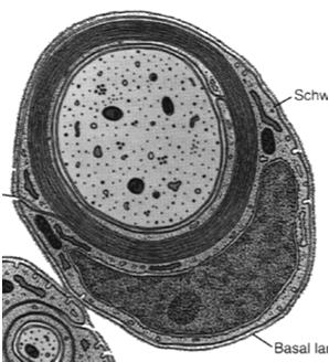 otoczone cienką osłonką cytoplazmatyczną) Aksony otoczone przez osłonkę Schwanna mają regularnie rozmieszczone kanały