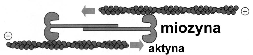 grube (miozyna 2) pobudliwość kurczliwość Miofilamenty nie