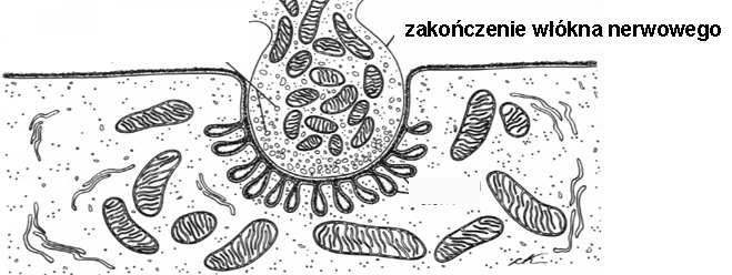 Troponina I poprzez troponinę T odsuwa