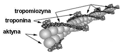 Molekularna struktura miofilamentów cienkie