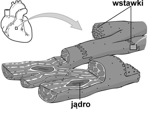 Wzrost poziomu jonów Ca w cytoplazmie (czyli także w otoczeniu