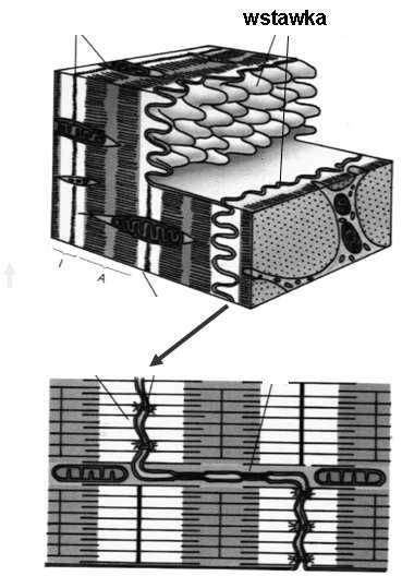 mięśnia sercowego są połączone wstawkami - zespołami