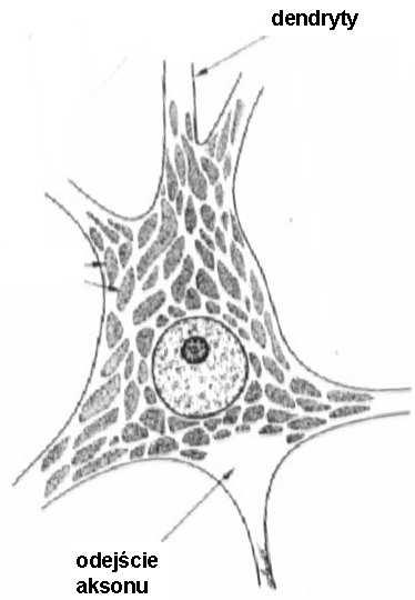 zawierają ciałka Nissla, nie mają kanałów sodowych otwieranych zmianą potencjału, przewodzą
