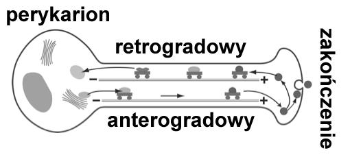 Neurotubule (mikrotubule) współpracujące z mechanoenzymami, są odpowiedzialne za transport organelli,