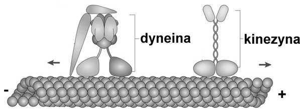 Szczególnie istotny jest transport wewnątrz aksonu (transport aksonalny): dośrodkowy (retrogradowy) (dyneina +