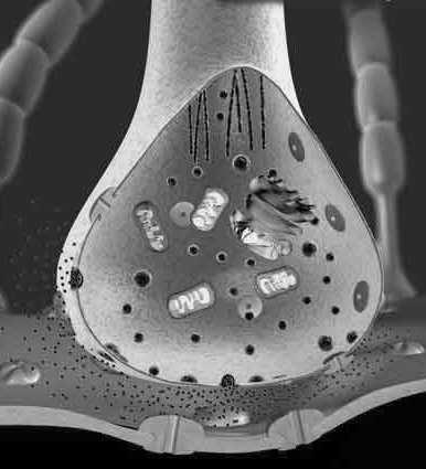 zawierające neuroprzekaźnik mitochondria kanały wapniowe błona