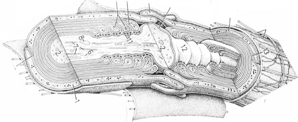 w aksonie: - mitochondria - w błonie aksonu liczne kanały