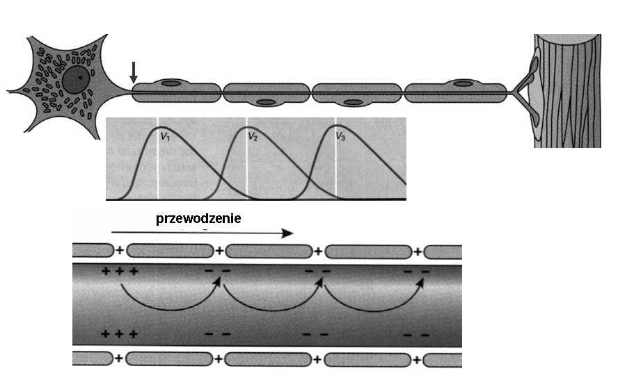 Ranviera, depolaryzacja błony aksonu) Szybkość przewodzenia