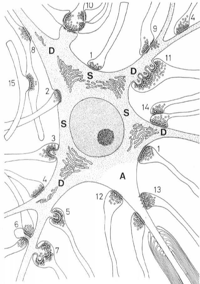 aksonem a różnymi częściami komórek nerwowych, a także