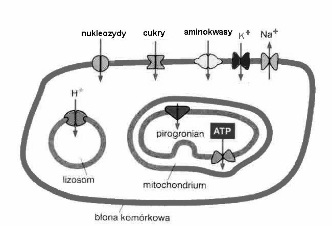 wnętrzu komórki równowaga ciśnień osmotycznych między wnętrzem komórki a